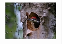 062212_7439-Male Pileated Woodpecker